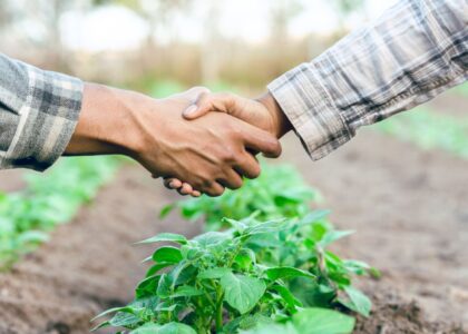 Laudo de Capacidade de Pagamento Produtor Rural