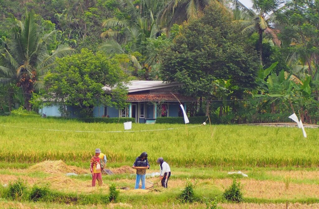 Martins & Ferreira Advocacia | Como Funciona o Alongamento da Dívida Rural? Advogado Agrícola