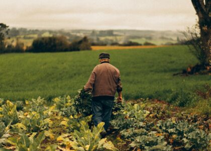 recuperação judicial para produtores rurais